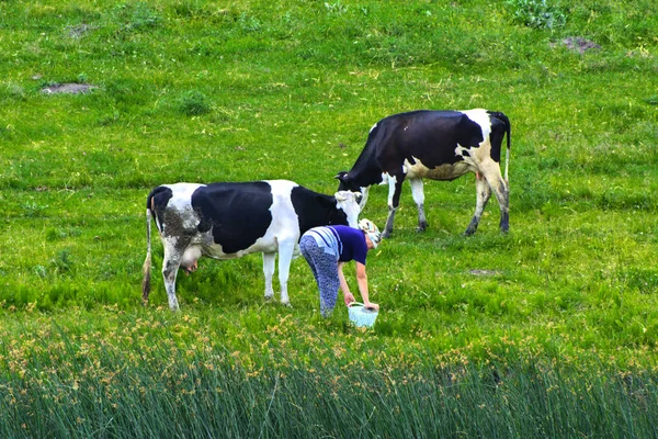 Uma grande manada de vacas. Milkmaid ordenha vacas bem no campo — Fotografia de Stock