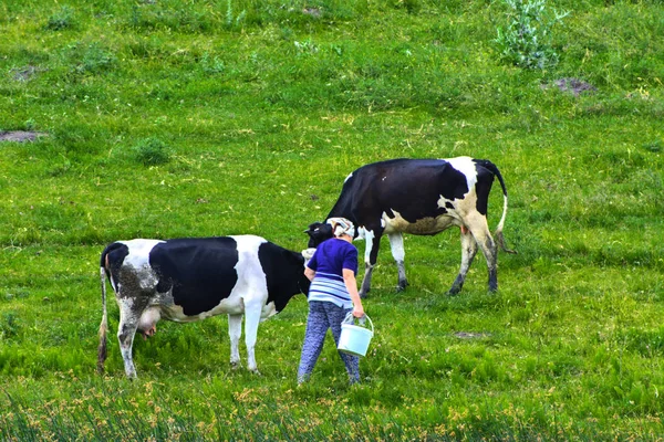 Büyük bir inek sürüsü. Sağ alanında sütçü kız sağım ineklerin — Stok fotoğraf