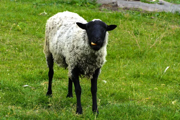 Самотня вівця випасується на красивому лузі для випасу — стокове фото