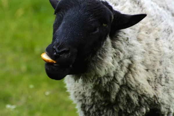 Samotny owce pasące się na pięknej łące do wypasu — Zdjęcie stockowe