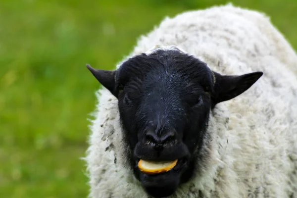 Uma ovelha solitária pastando em um belo prado para pastorear — Fotografia de Stock