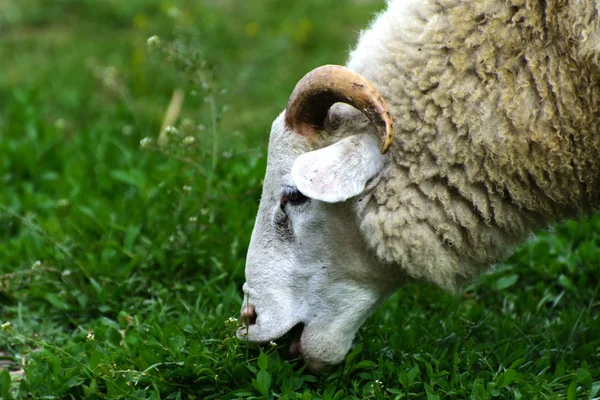 Una oveja solitaria pastando en un hermoso prado para pastar —  Fotos de Stock