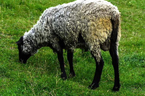 Een eenzame schapen grazen op een mooie weide voor het laten grazen — Stockfoto