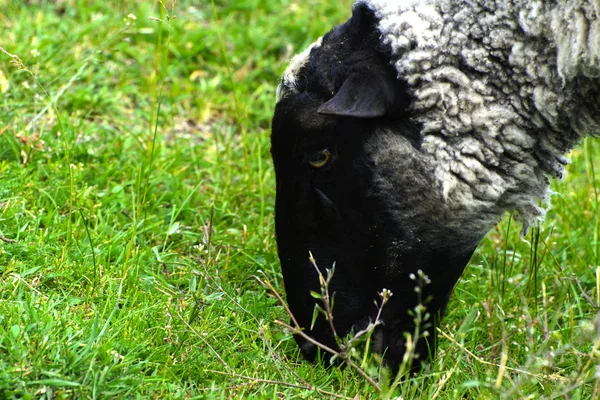 Uma ovelha solitária pastando em um belo prado para pastorear — Fotografia de Stock