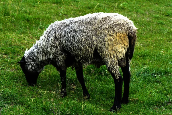 Yalnız bir koyun otlatma için güzel bir çayır üzerinde otlatma — Stok fotoğraf