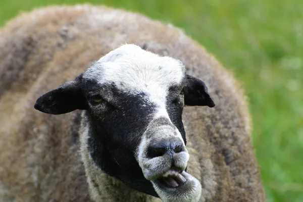 Ein einsames Schaf, das auf einer schönen Weide weidet — Stockfoto