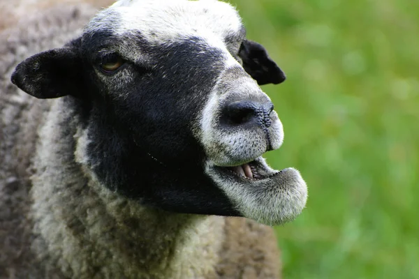Una oveja solitaria pastando en un hermoso prado para pastar — Foto de Stock
