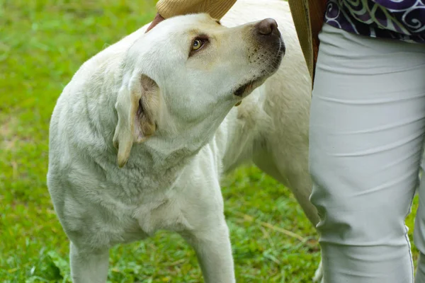 Der Hund ist ein Labrador. neben dem Besitzer sitzt ein erwachsener Hund — Stockfoto