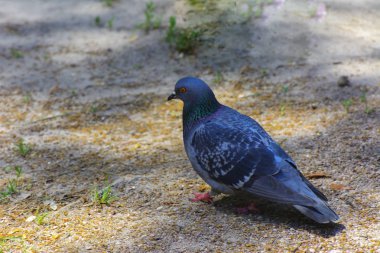 Kum üzerinde şehir parkta güvercinlere yem.