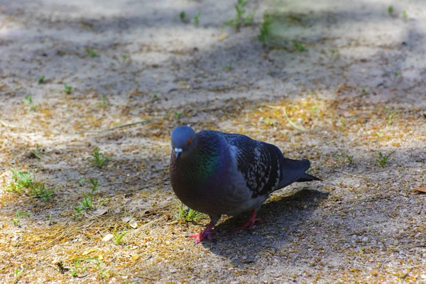 Kum üzerinde şehir parkta güvercinlere yem.