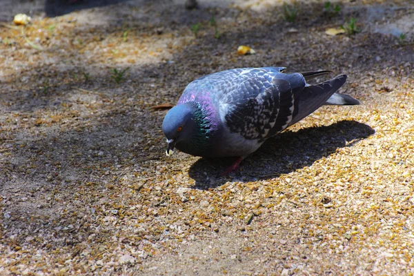 Kum üzerinde şehir parkta güvercinlere yem.