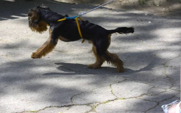 在城市公园里, 一只系皮带的小狗。5月 28, 2017. — 图库照片