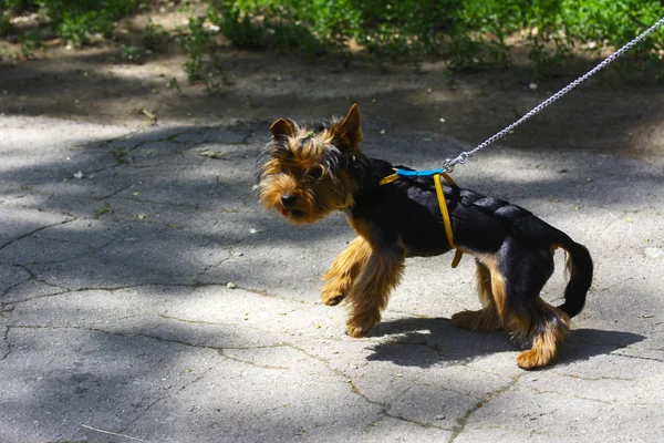 En liten hund i koppel i stadsparken. 28 maj 2017. — Stockfoto