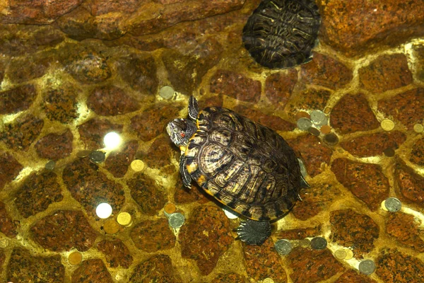 Schildpad zwemt in een kunstmatige vijver in een gezellig land café — Stockfoto