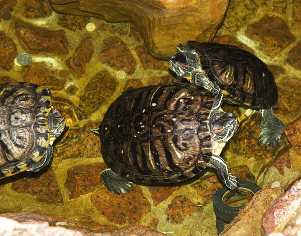 Schildkröte schwimmt in künstlichem Teich in gemütlichem Landcafé — Stockfoto