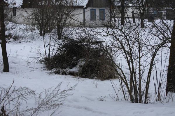 Opuszczony Stary Dom Mieszkalny Tle Zarośnięte Krzewy Biały Śnieg Ruiny — Zdjęcie stockowe