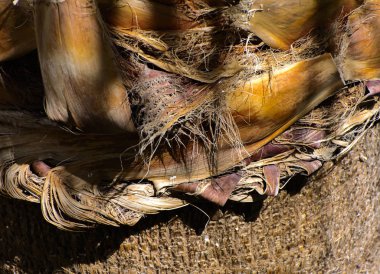 Arka plan bir palmiye ağacının kabuğu. Close-Up parçaları 