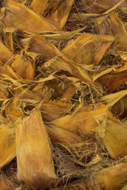 Arka plan bir palmiye ağacının kabuğu. Close-Up parçaları 