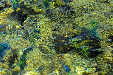 Çok renkli güzel Kızıldeniz balık, mercan resifleri ve sarı kum arka plan bulanık su kalınlığı. Sharm el-Sheikh, Mısır, ekran koruyucu, duvar kağıdı