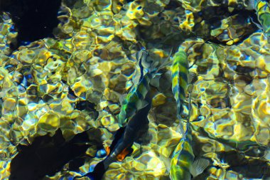 Çok renkli güzel Kızıldeniz balık, mercan resifleri ve sarı kum arka plan bulanık su kalınlığı. Sharm el-Sheikh, Mısır.