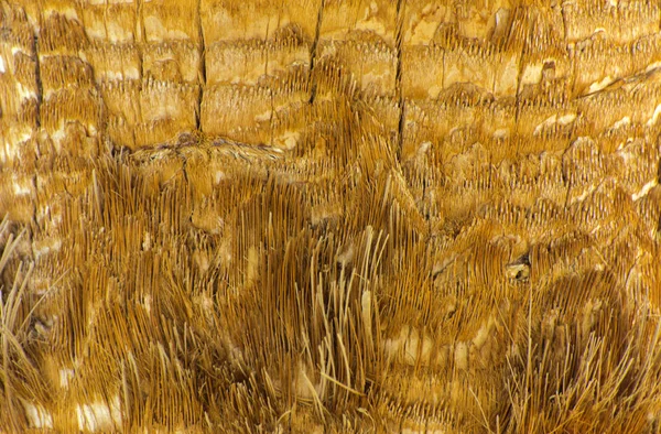 Fondo de la corteza de una palmera. Primer plano de fragmentos de — Foto de Stock