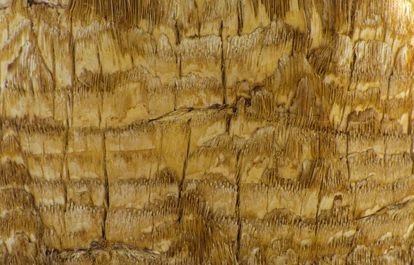Background of the bark of a palm tree. Close-up of fragments of — Stock Photo, Image