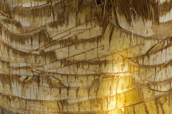 Fondo de la corteza de una palmera. Primer plano de fragmentos de — Foto de Stock