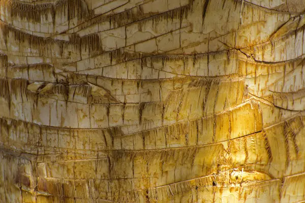 Background of the bark of a palm tree. Close-up of fragments of — Stock Photo, Image