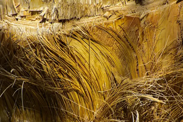 Tło kory palmy. Zbliżenie: fragmenty — Zdjęcie stockowe