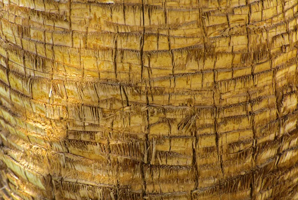 Hintergrund der Rinde einer Palme. Nahaufnahme von Fragmenten von — Stockfoto