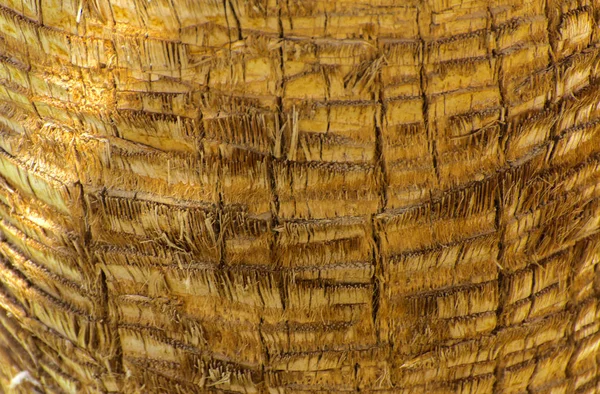 Hintergrund der Rinde einer Palme. Nahaufnahme von Fragmenten von — Stockfoto