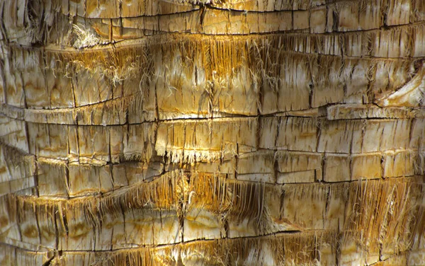 야 자 나무의 껍질의 배경입니다. 파편의 클로즈업 — 스톡 사진