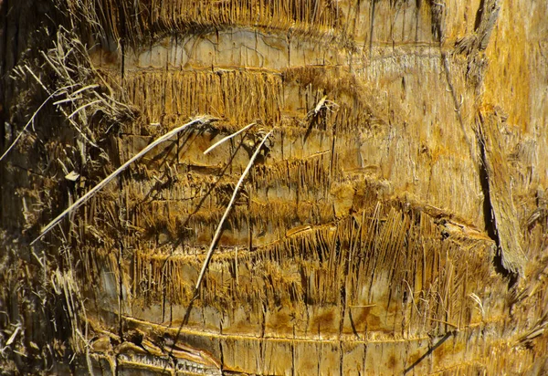 Тло кори пальмового дерева. Крупним планом фрагменти — стокове фото