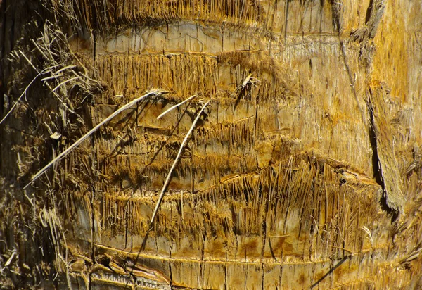 Hintergrund der Rinde einer Palme. Nahaufnahme von Fragmenten von — Stockfoto