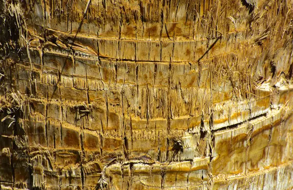 Fondo de la corteza de una palmera. Primer plano de fragmentos de — Foto de Stock