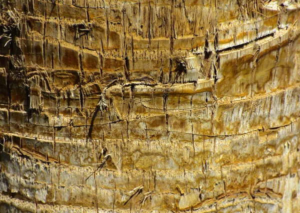 Contexto da casca de uma palmeira. Close-up de fragmentos de — Fotografia de Stock