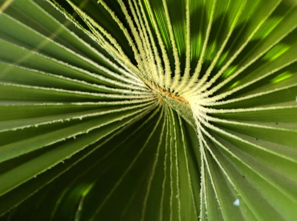 Folhas verdes de uma espiral de palmeira com um meio branco no ce — Fotografia de Stock