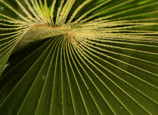 Folhas verdes de uma espiral de palmeira com um meio branco no ce — Fotografia de Stock