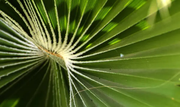 Hojas verdes de una espiral de palmera con un medio blanco en el ce — Foto de Stock