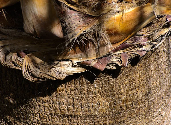 Bakgrund av barken av en Palm. Närbild av fragment av — Stockfoto
