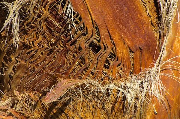 Hintergrund der Rinde einer Palme. Nahaufnahme von Fragmenten von — Stockfoto