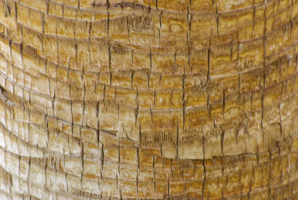 Тло кори пальмового дерева. Крупним планом фрагменти — стокове фото