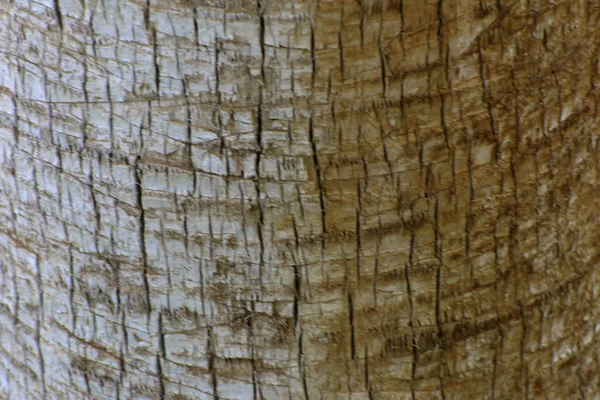 Hintergrund der Rinde einer Palme. Nahaufnahme von Fragmenten von — Stockfoto