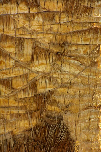 棕榈树树皮的背景。片段的特写 — 图库照片