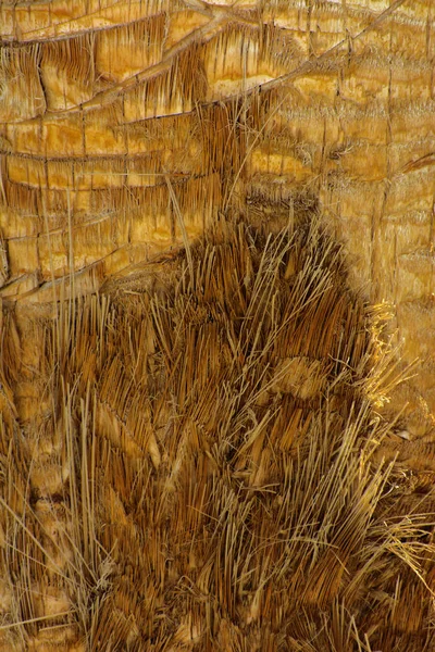 Arka plan bir palmiye ağacının kabuğu. Close-Up parçaları 