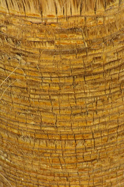 Contexto da casca de uma palmeira. Close-up de fragmentos de — Fotografia de Stock