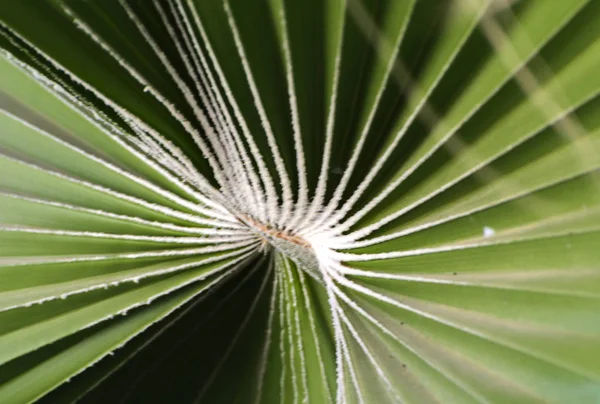 Hojas verdes de una espiral de palmera con un medio blanco en el ce — Foto de Stock