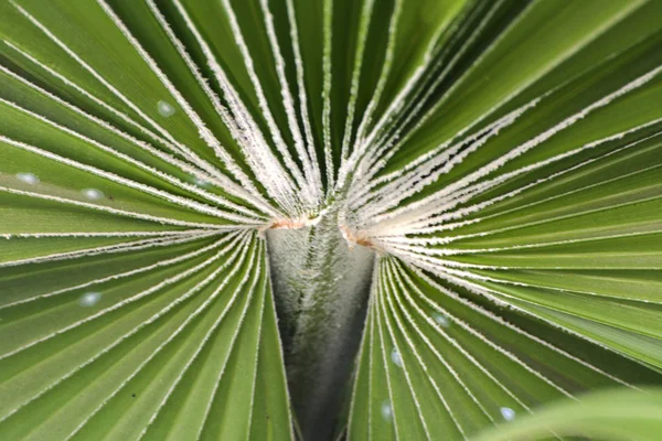 Green leaves of a palm tree spiral with a white middle in the ce — Stock Photo, Image