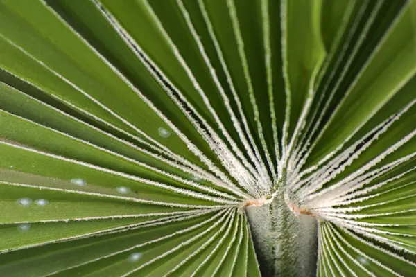 Folhas verdes de uma espiral de palmeira com um meio branco no ce — Fotografia de Stock