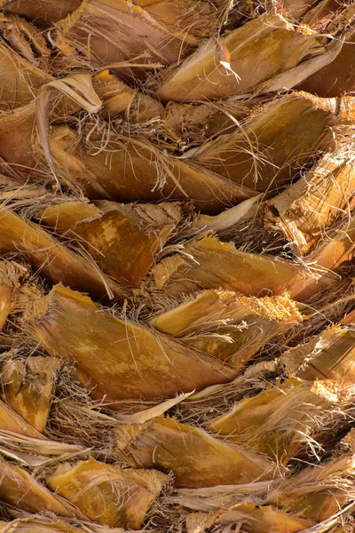 Contexto da casca de uma palmeira. Close-up de fragmentos de — Fotografia de Stock